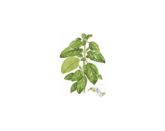 Basilic 200mm.JPG