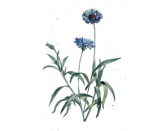 bleuet 200mm.jpg