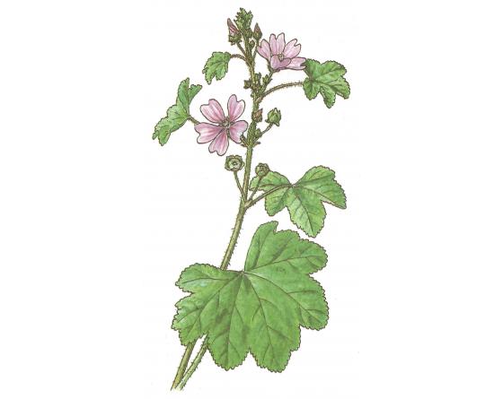 mauve 200mm.jpg