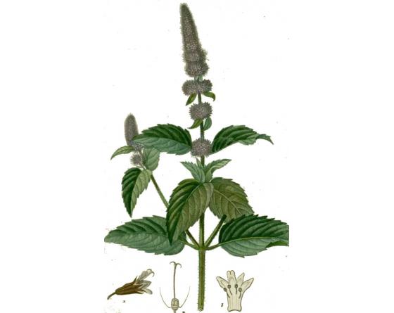 menthe poivree 200mm.jpg