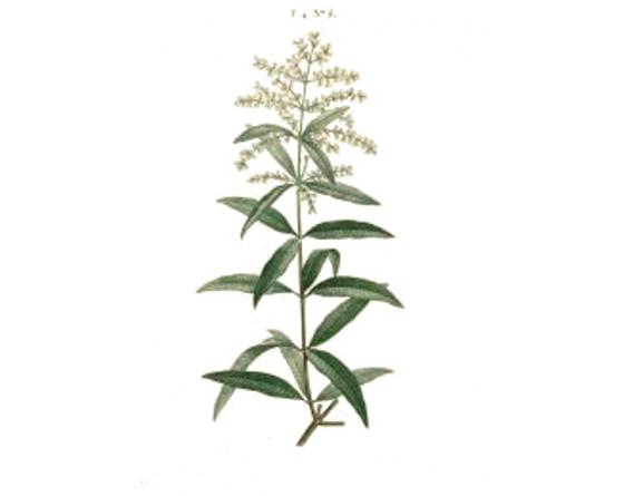 verveine 200mm.jpeg