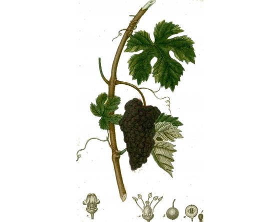 vigne 200mm.jpg